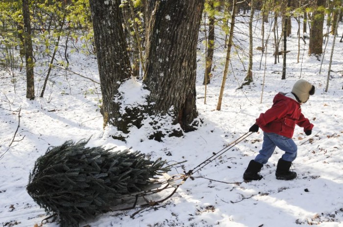 5 tuti módszer, hogyan vidd haza a karácsonyfát 20