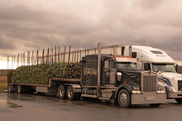 5 tuti módszer, hogyan vidd haza a karácsonyfát 18