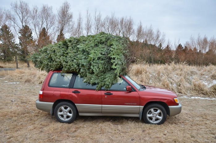 5 tuti módszer, hogyan vidd haza a karácsonyfát 14