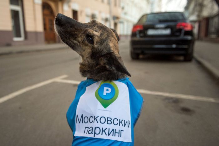 Kutyákkal a szabálytalanul parkolók ellen 5