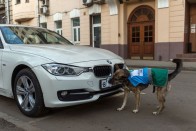 Kutyákkal a szabálytalanul parkolók ellen 21