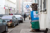 Kutyákkal a szabálytalanul parkolók ellen 24