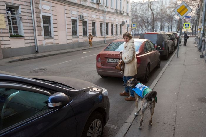 Kutyákkal a szabálytalanul parkolók ellen 12