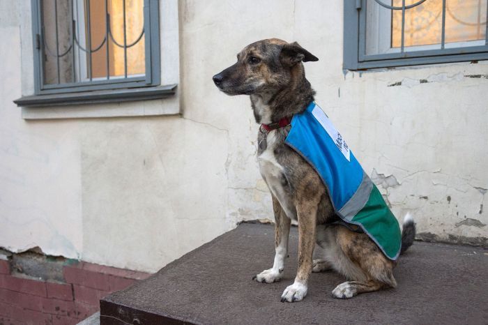 Kutyákkal a szabálytalanul parkolók ellen 13