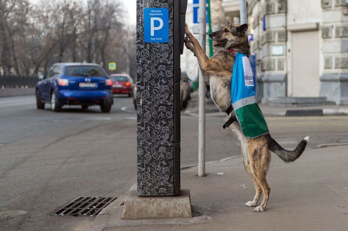 Kutyákkal a szabálytalanul parkolók ellen 14