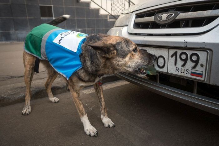 Kutyákkal a szabálytalanul parkolók ellen 9
