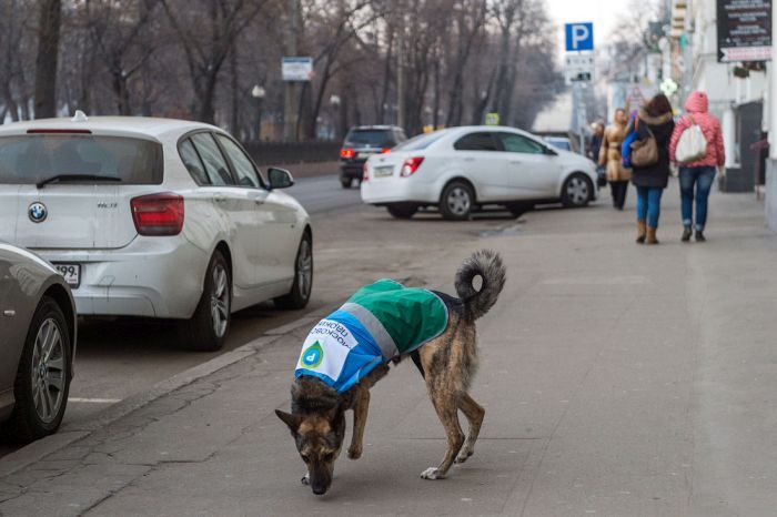 Kutyákkal a szabálytalanul parkolók ellen 16