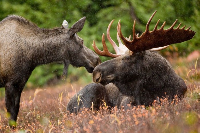 Kiveszik a kormányt a kezünkből? 10 | Vezess 800 kilós is lehet a szarvasbika, a jávorszarvas nem az a jámbor kérődző, mint egy tehén