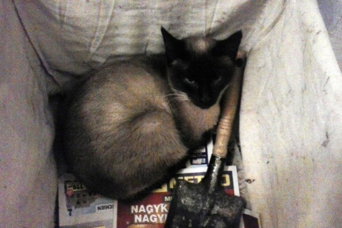 Zsófika a kaland után