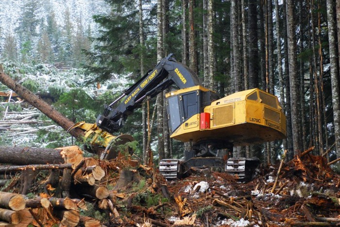Így kerül a fenyő az asztalra