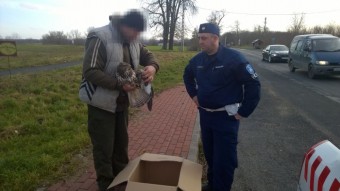 Egerészölyvet ütött el egy autó az M7-es autópályán