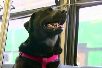 Önállóan buszozik egy kutya Amerikában