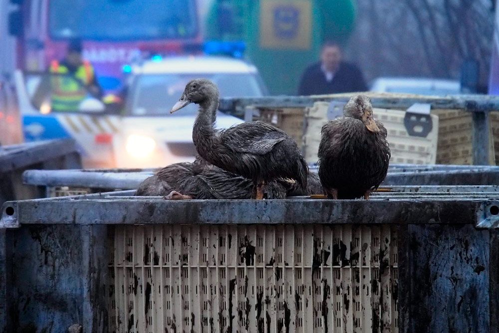 Ezer kacsát ölt meg a felborult teherautó 5