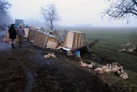 Ezer kacsát ölt meg a felborult teherautó 13