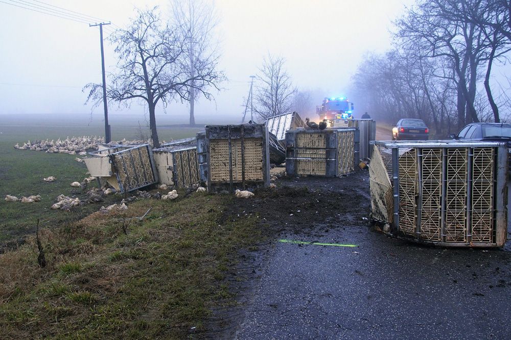 Ezer kacsát ölt meg a felborult teherautó 8