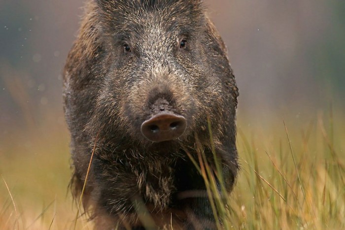 Fickós vadkan okozott többmilliós kárt