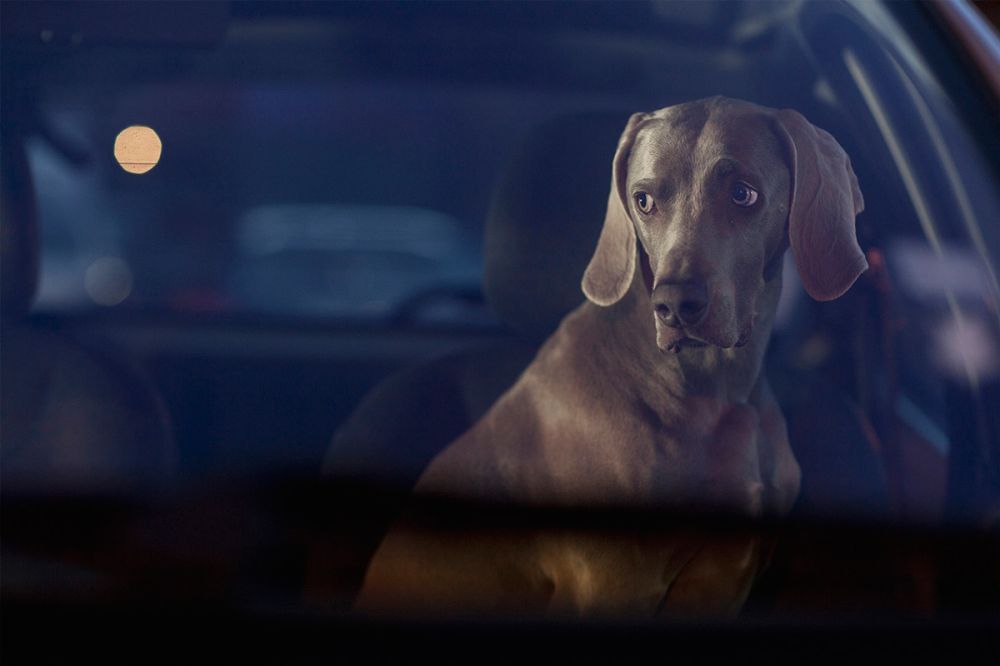 35 ok, hogy miért ne hagyd a kutyát az autóban 14