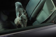 35 ok, hogy miért ne hagyd a kutyát az autóban 62