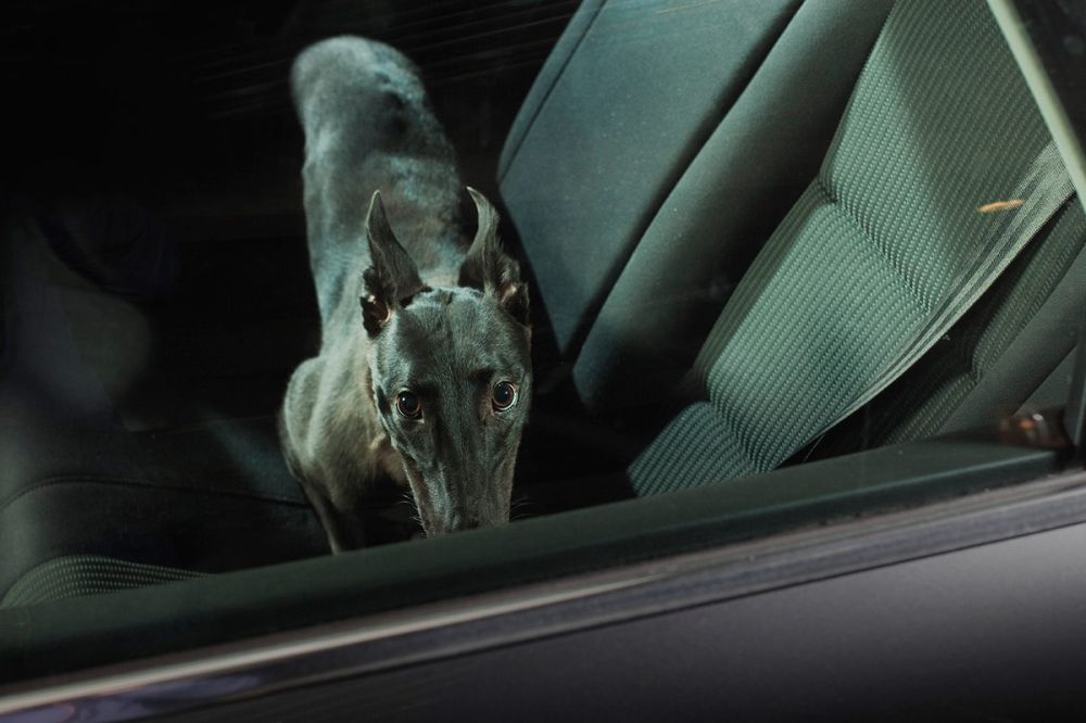 35 ok, hogy miért ne hagyd a kutyát az autóban 27