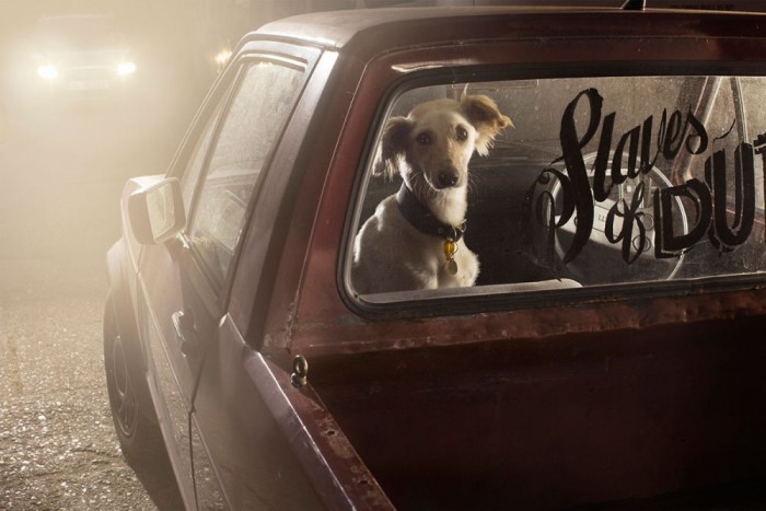 35 ok, hogy miért ne hagyd a kutyát az autóban 9 | Vezess 35 ok, hogy miért ne hagyd a kutyát az autóban 9