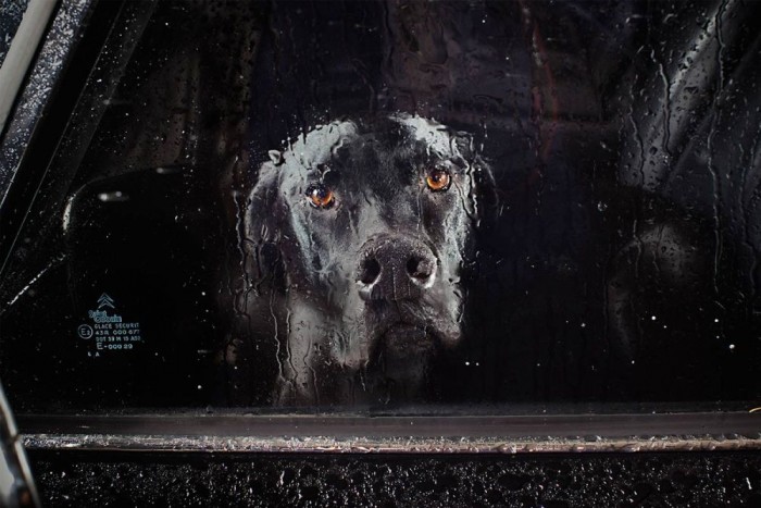 35 ok, hogy miért ne hagyd a kutyát az autóban 8 | Vezess 35 ok, hogy miért ne hagyd a kutyát az autóban 8