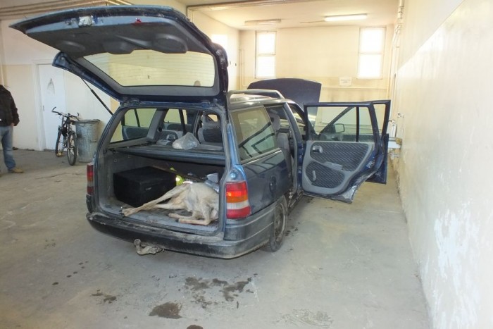 Őz és drog a csomagtartóban 5