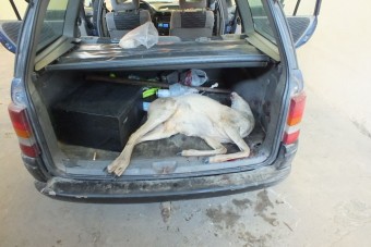 Őz és drog a csomagtartóban