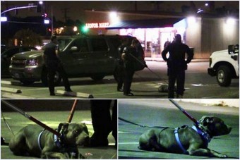 Vezetés közben támadt gazdáira egy pitbull