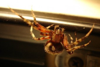 Pók okozott halálos balesetet