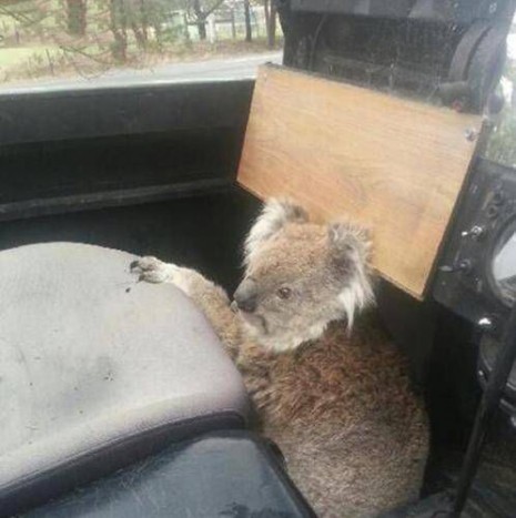 A nap képe: indokolatlan koala a volánnál 5