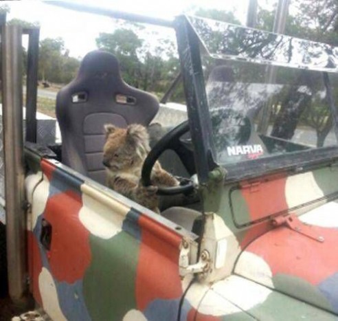 A nap képe: indokolatlan koala a volánnál 4