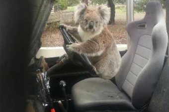 A nap képe: indokolatlan koala a volánnál