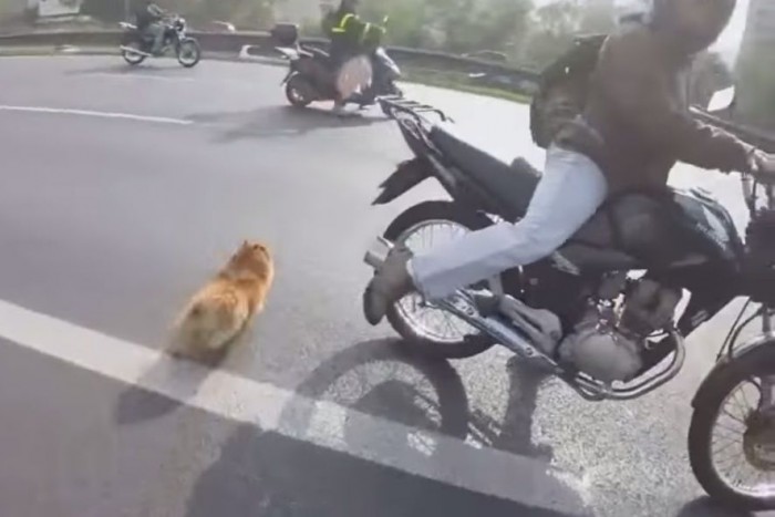 Hihetetlen, mit tettek egy kutyával motorosok!