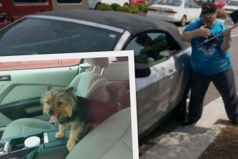 Megmentette a kutyát, feljelentette a gazdája