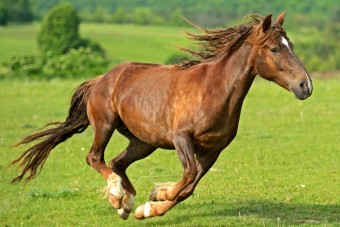 Terepjáróval akartak elgázolni egy lovast