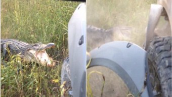 Aligátor a terepjáró ellen 1:0