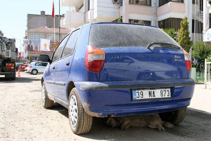 Attila lefejelt egy törököt 14 | Vezess Kutya hűsöl az autó alatt. Mindennapos látvány.