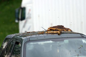 A nap képe - méhek szabadultak el egy baleset után