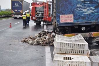 Meghalt egy csirkéket szállító kamion sofőrje