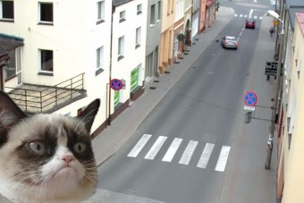 Szándékosan akart macskát gázolni egy autós szemétláda