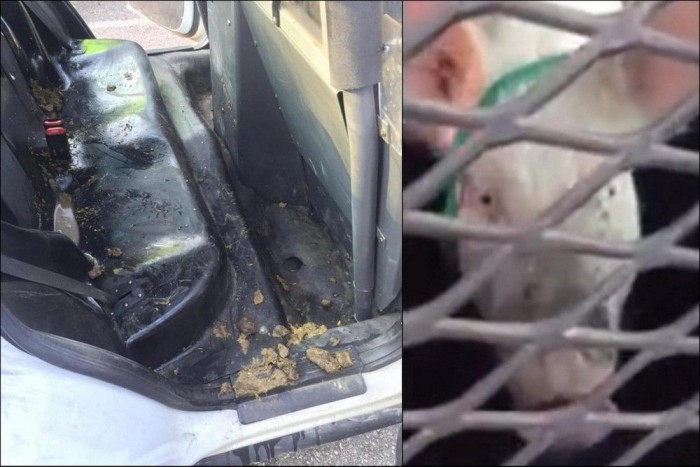 Élő disznót szállítottak egy rendőrautóban 3