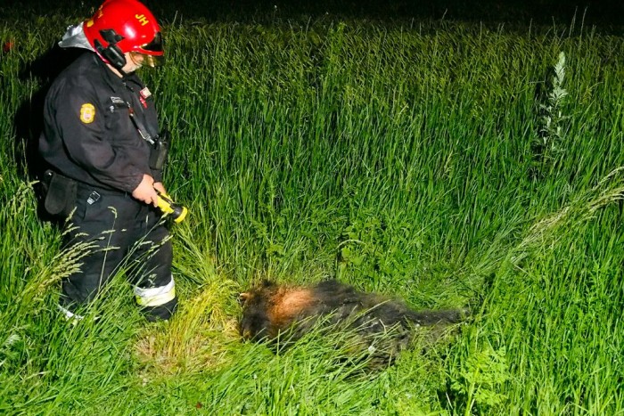 Halálos baleset egy vaddisznó miatt 3 | Vezess Halálos baleset egy vaddisznó miatt 3