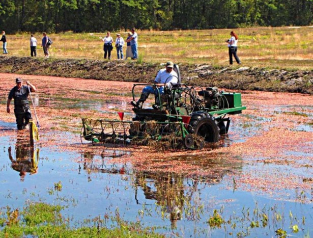 A vörös áfonya betakarításához használt gép sem maradhatott ki a felsorolásból. Ezt a termés árasztásos betakarításához használják. A géppel leszakítják a bokrokról a bogyókat, amelyeket így a vízen lebegve sokkal egyszerűbb, gyorsabb teherautóra juttatni. 

Ezek a kombájnok általában saját, házilag barkácsolt konstrukciók, így nincs pontos típus, vagy műszaki adat, amivel körül lehetne írni, lényeg, hogy a feladatnak megfelelnek. 