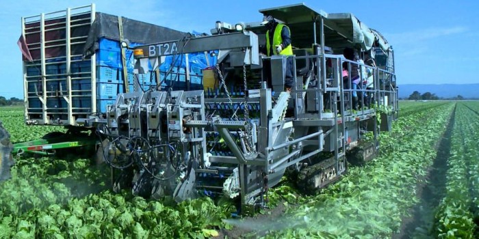 Salátaszedő 'robot' - Kaliforniában már a bevándorlók munkáját veszik el a robotok. A képen látható gép magas nyomású vízsugárral vágja le a hamburgerbe valót, és némi emberi segítséggel, de konyhakész árút köp ki a másik oldalon.