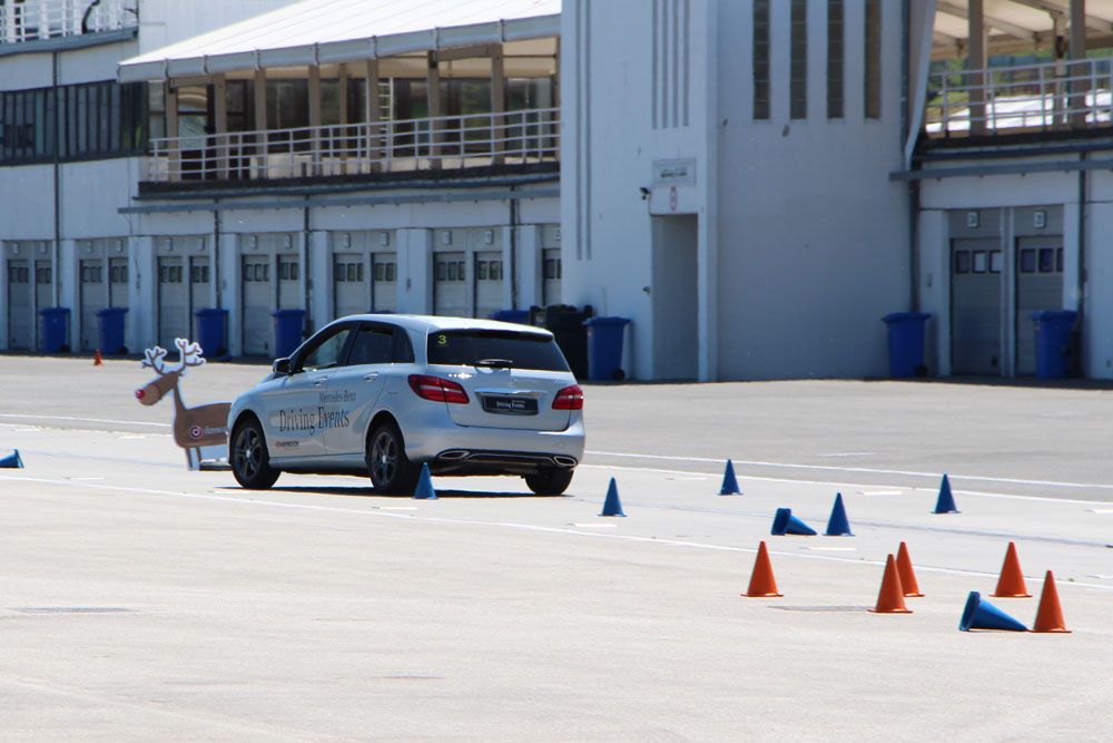 82430_681754_1000x700.jpg | Vezess | Vezess Jávorszarvas az útban