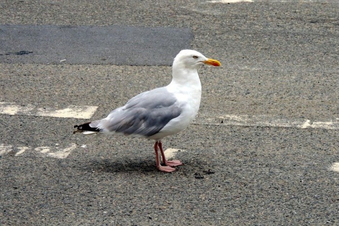 Madár okozott tömegkarambolt a sztrádán