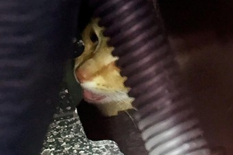 Teherautón lógott be a csokigyárba egy cica