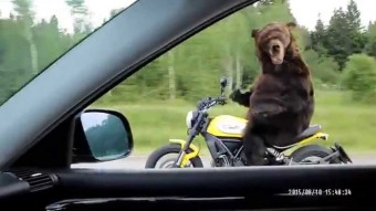 Motorozó medve az autópályán 