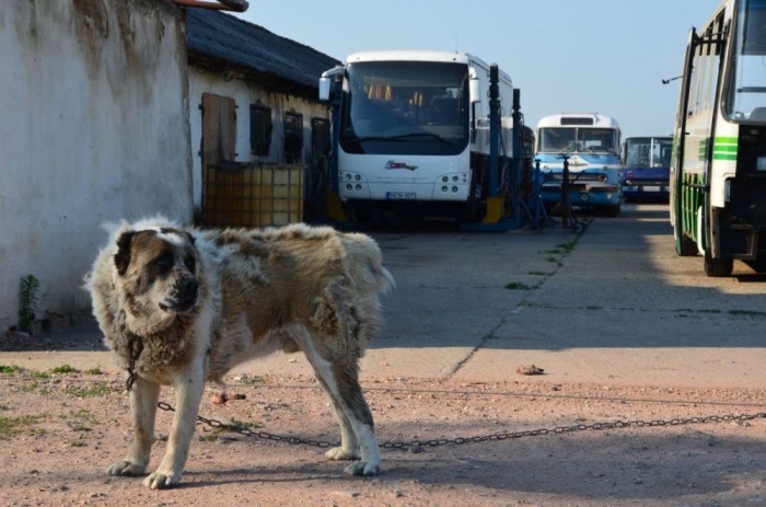 A magyar pusztában támad fel Ikarus 31 A magyar pusztában támad fel Ikarus 31