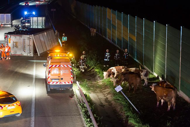 Felborult egy marhákat szállító teherautó – fotók 4